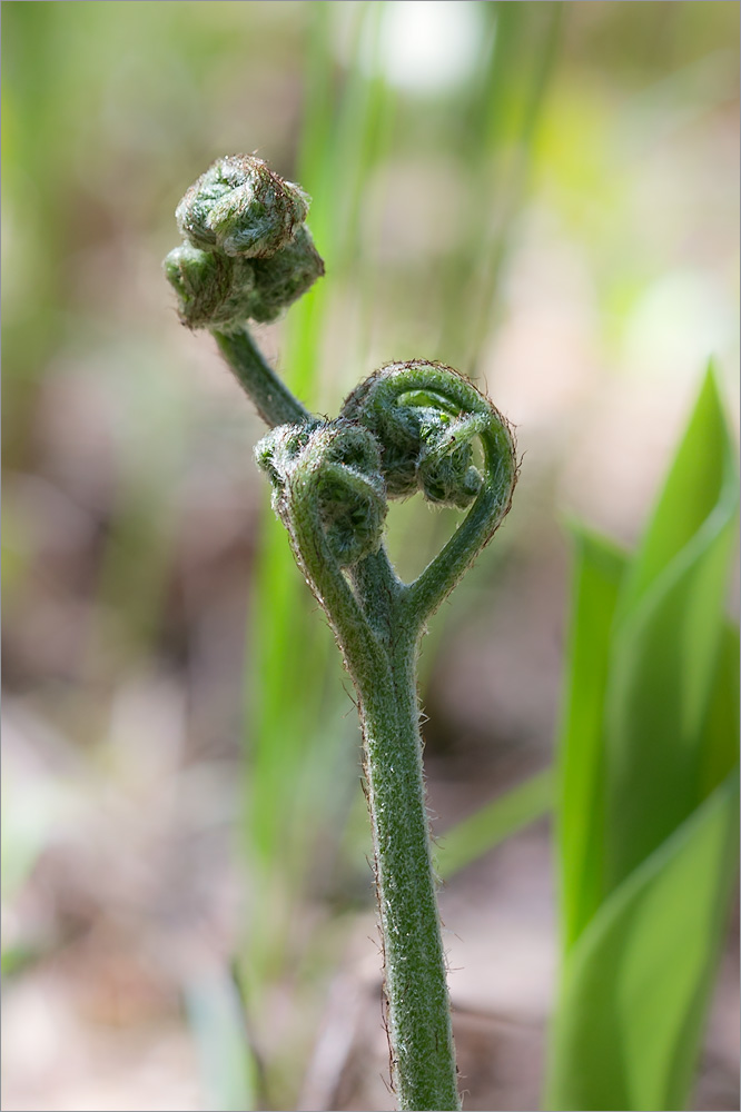 Image of Pteridium pinetorum specimen.