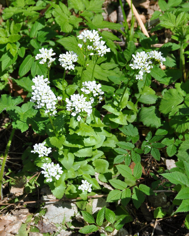 Image of Arabis nordmanniana specimen.