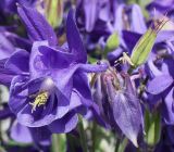 genus Aquilegia. Цветок, плод и бутон. Германия, г. Дюссельдорф, Ботанический сад университета. 04.05.2014.