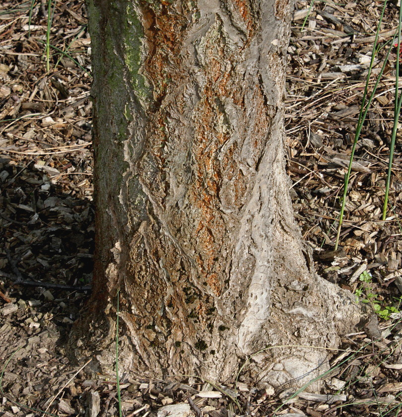 Image of Phellodendron japonicum specimen.