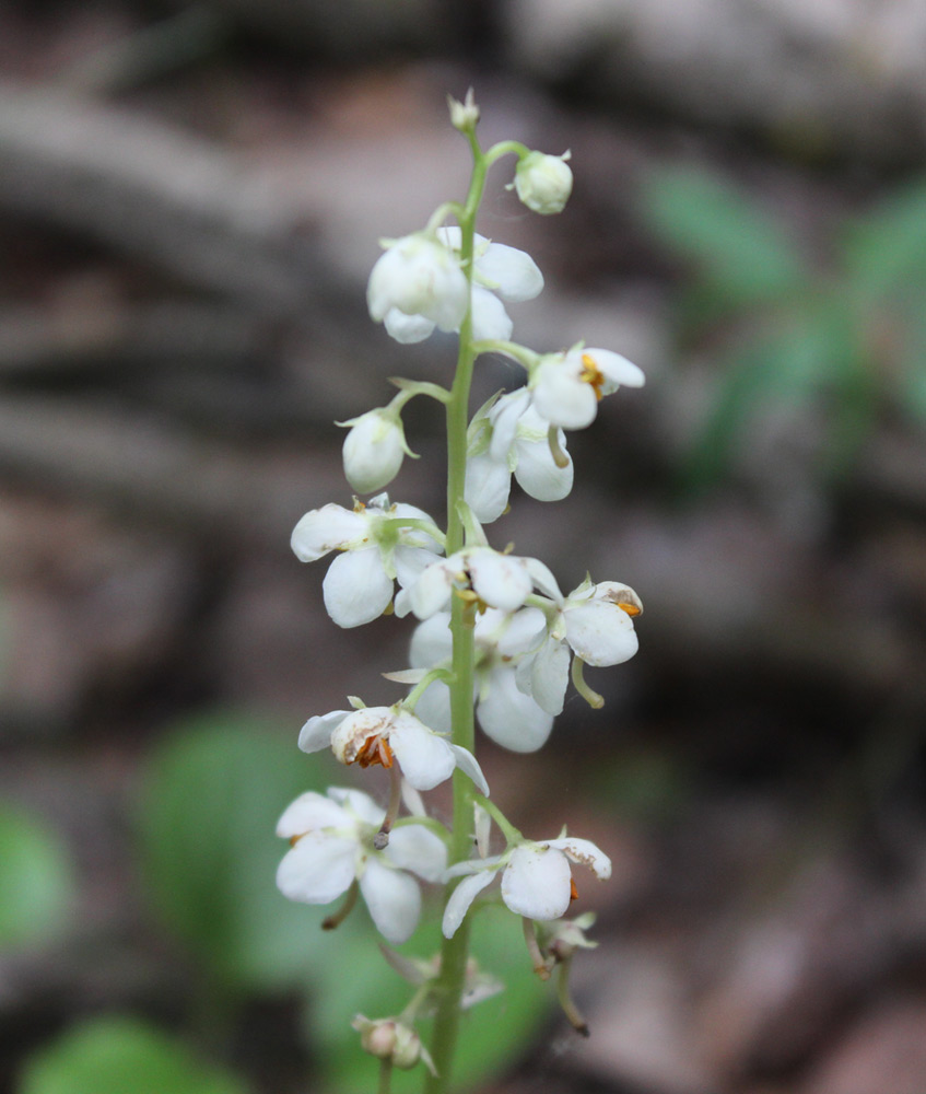 Image of Pyrola rotundifolia specimen.