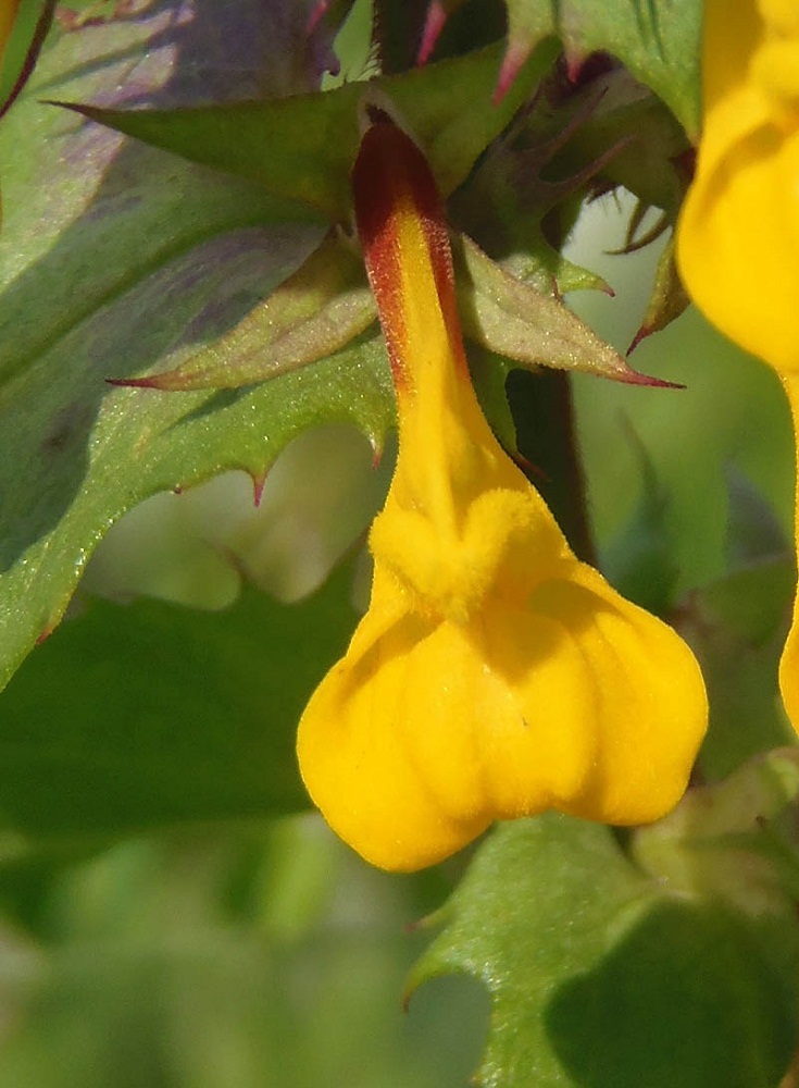 Image of Melampyrum nemorosum specimen.