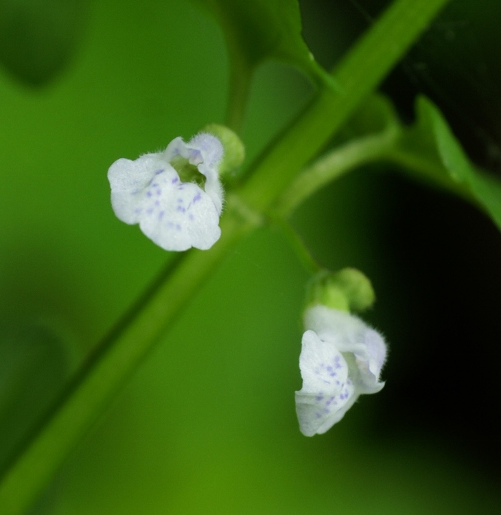 Изображение особи Scutellaria dependens.