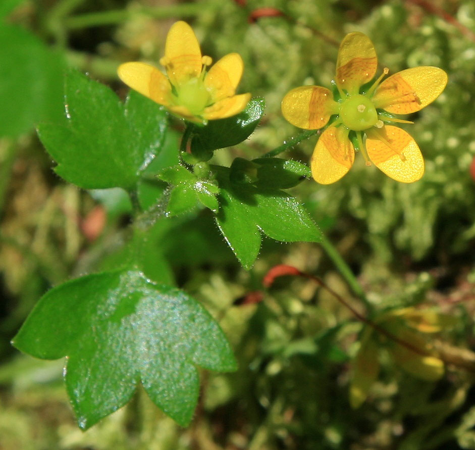 Image of Saxifraga cymbalaria specimen.