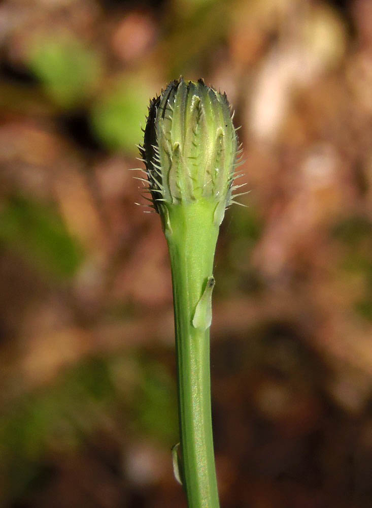 Изображение особи Hypochaeris radicata.