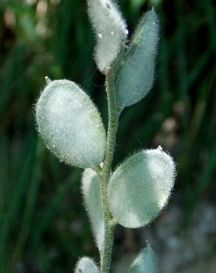 Изображение особи Fibigia eriocarpa.