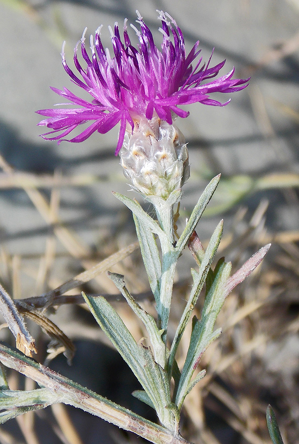 Image of Centaurea novorossica specimen.