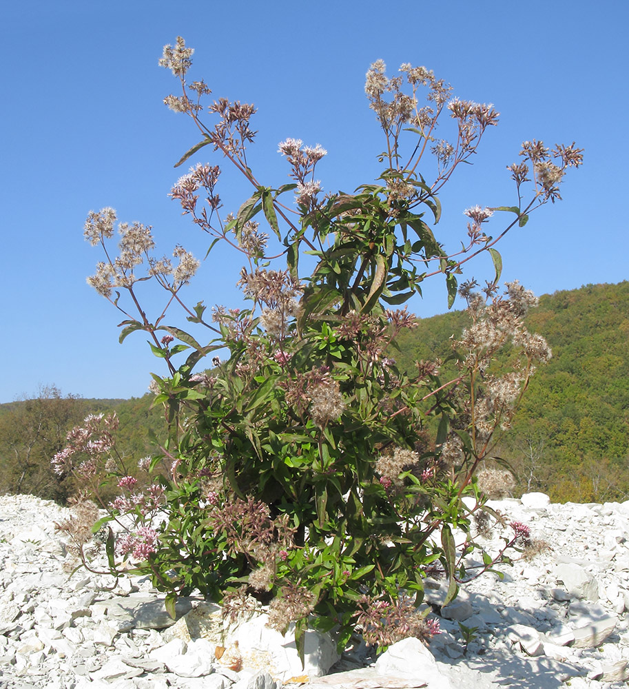 Image of Eupatorium cannabinum specimen.