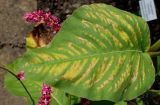 Persicaria orientalis