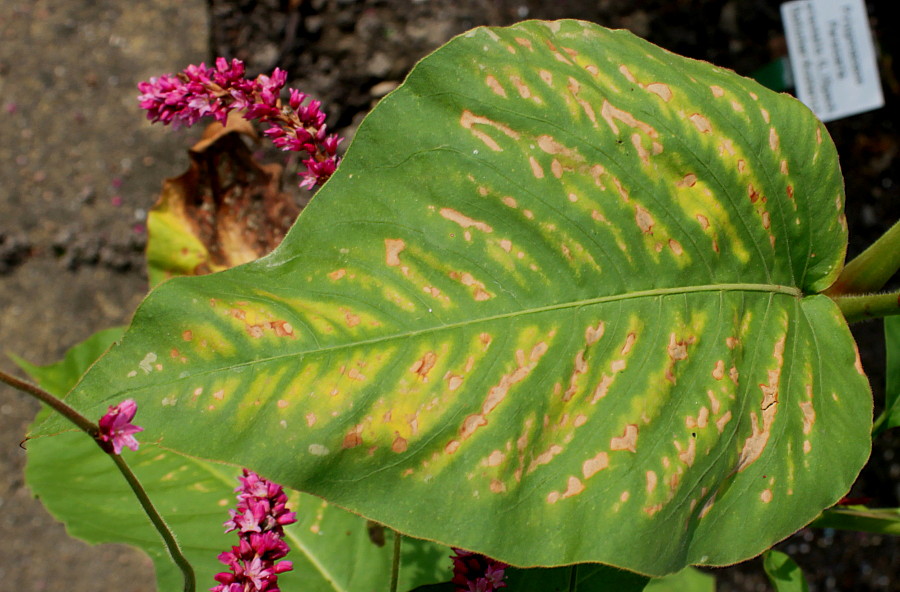 Изображение особи Persicaria orientalis.