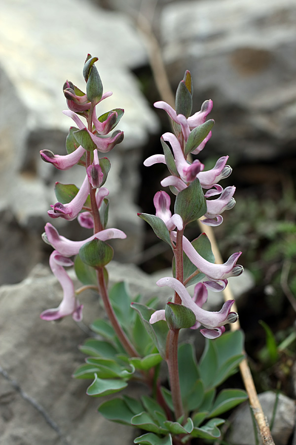 Image of Corydalis ledebouriana specimen.