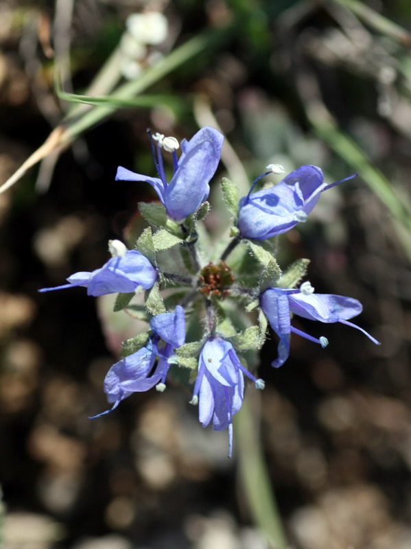 Image of Veronica luetkeana specimen.