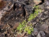 Cerastium alpinum. Плодоносящие растения в скальной щели. Кольский п-ов, Восточный Мурман, пос. Дальние Зеленцы, губа Ярнышная, Красная Скала. 22.08.2009.