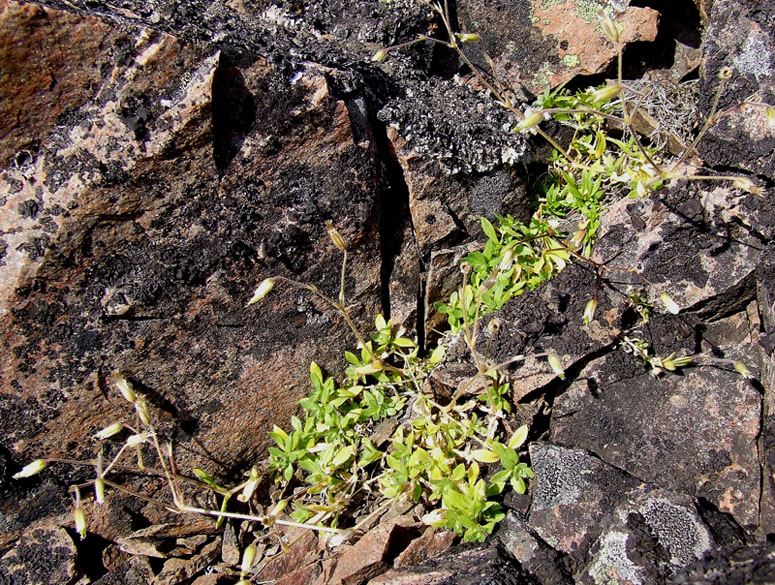 Изображение особи Cerastium alpinum.