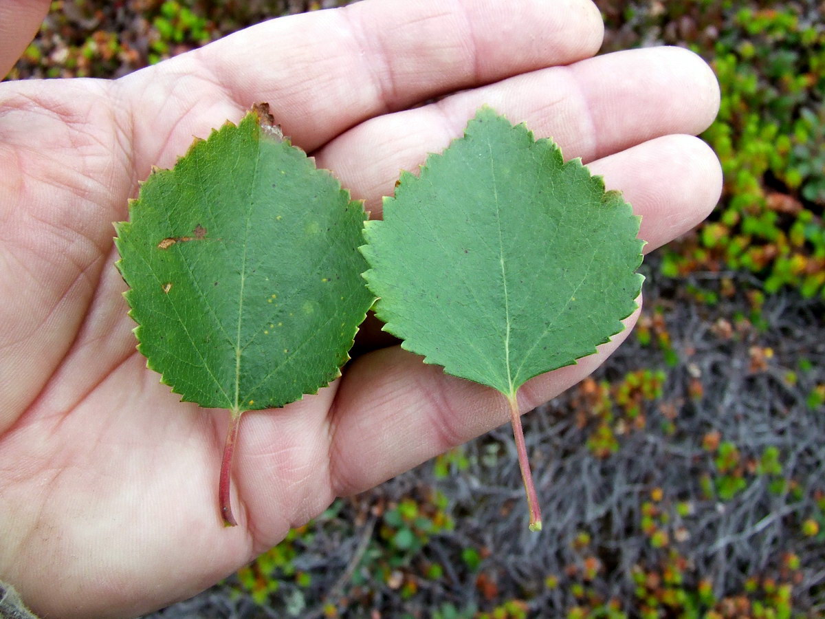 Image of Betula &times; kusmisscheffii specimen.