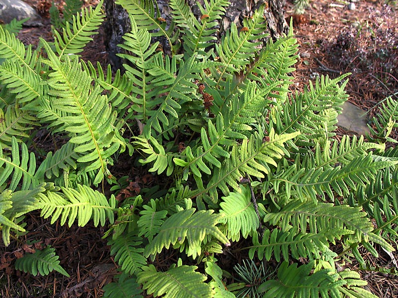 Image of Polypodium vulgare specimen.