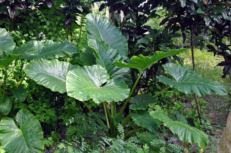 Image of Alocasia macrorrhizos specimen.