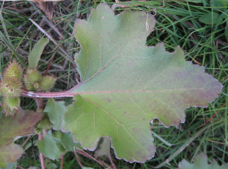 Image of Xanthium orientale specimen.