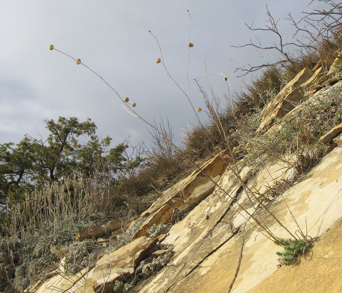 Image of Linum squamulosum specimen.