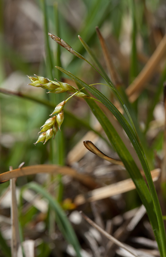 Изображение особи Carex capillaris.