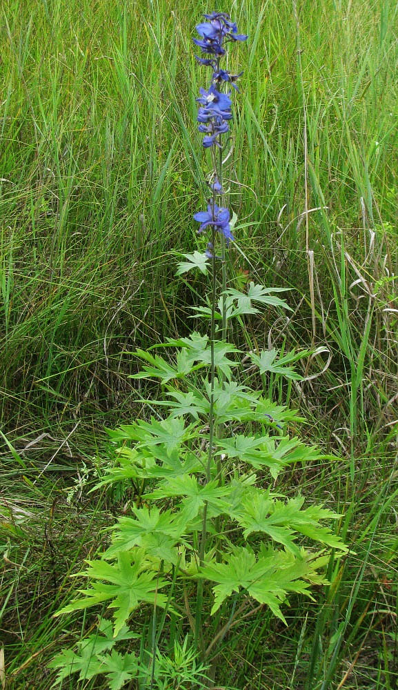 Image of Delphinium elatum specimen.