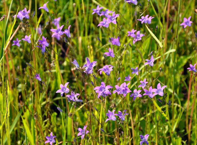 Image of Campanula patula specimen.