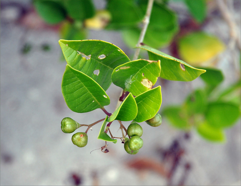 Изображение особи Clerodendrum inerme.