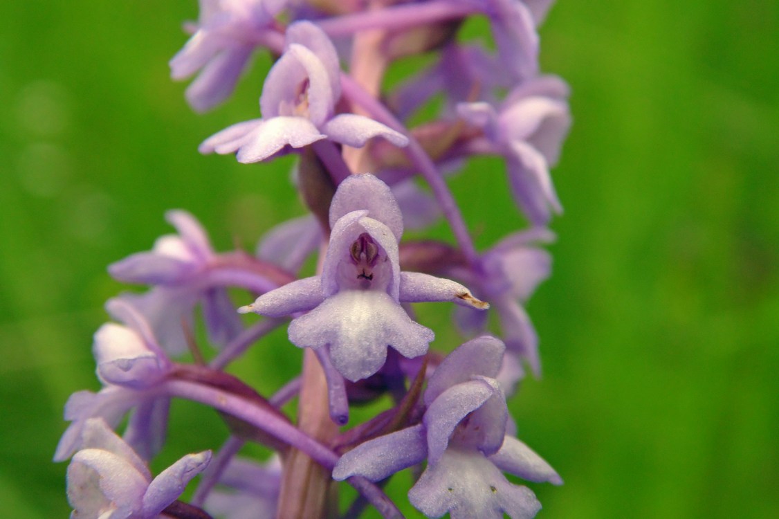 Image of Gymnadenia conopsea specimen.