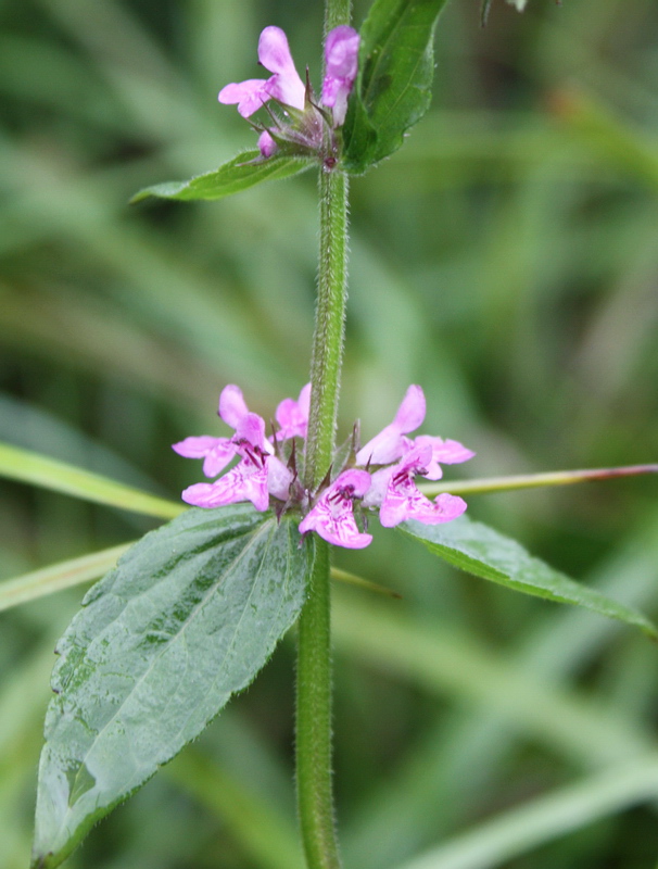 Image of Stachys palustris specimen.