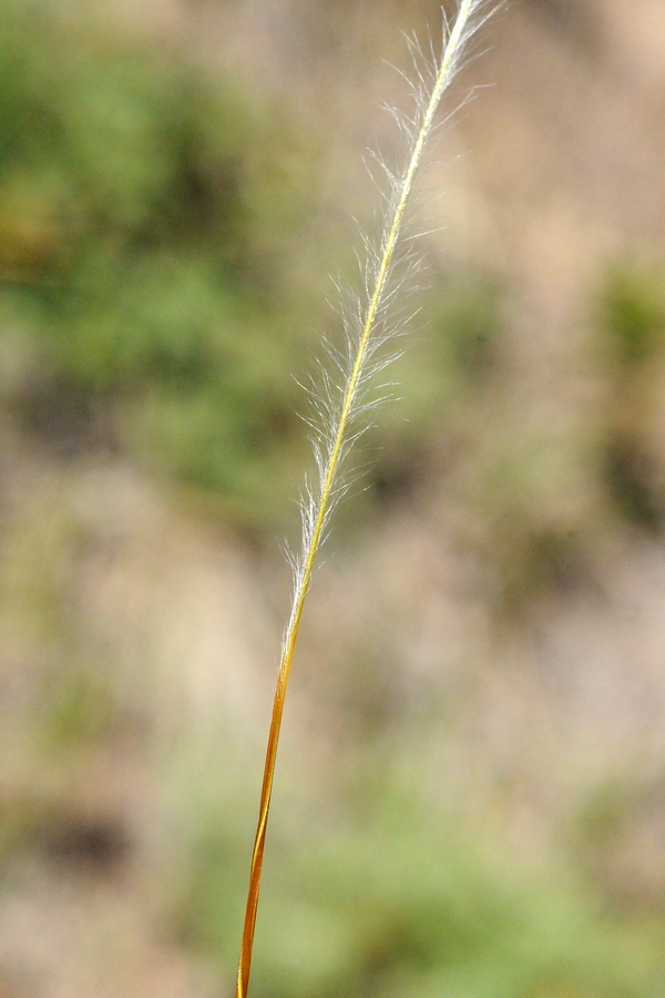 Image of genus Stipa specimen.