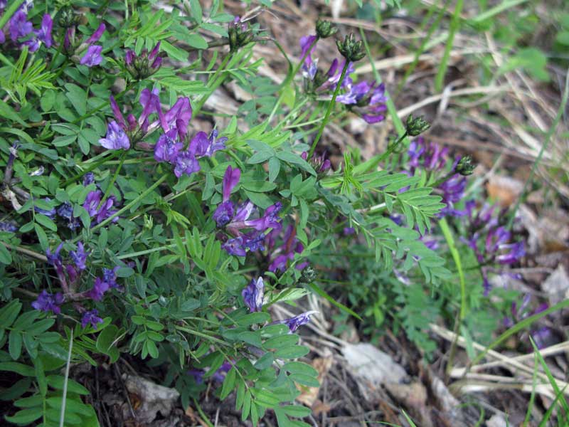 Image of Astragalus suffruticosus specimen.