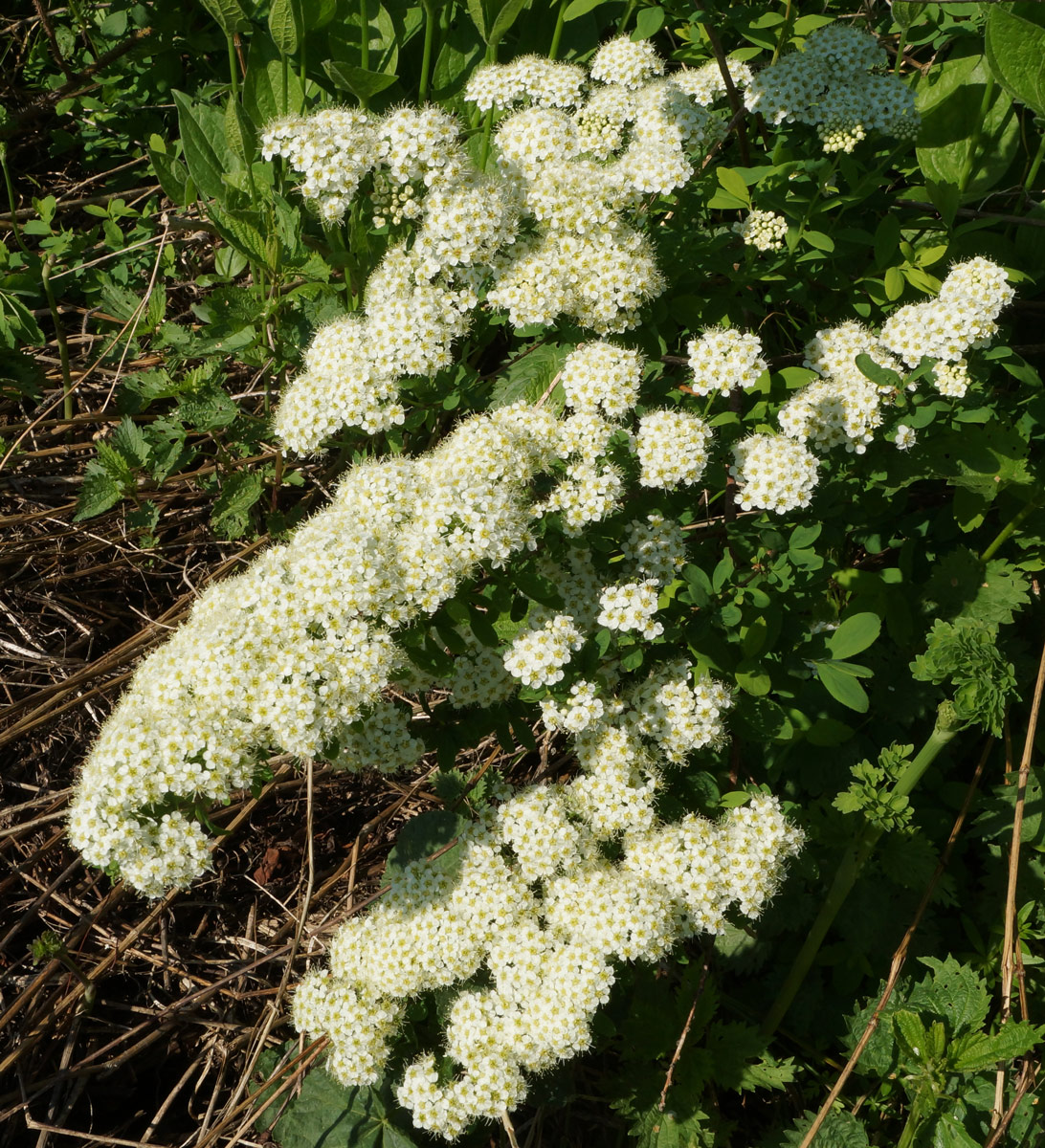 Image of Spiraea media specimen.