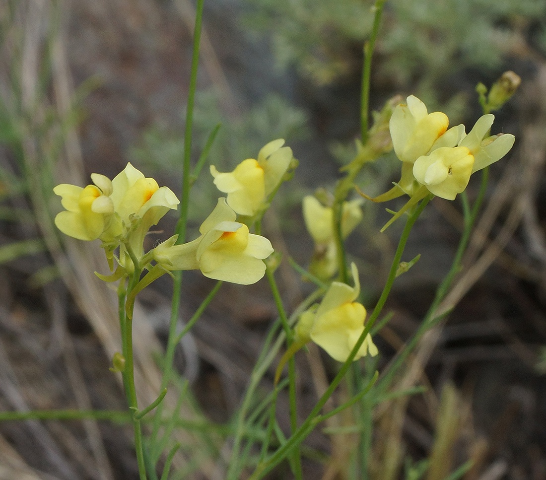 Image of genus Linaria specimen.