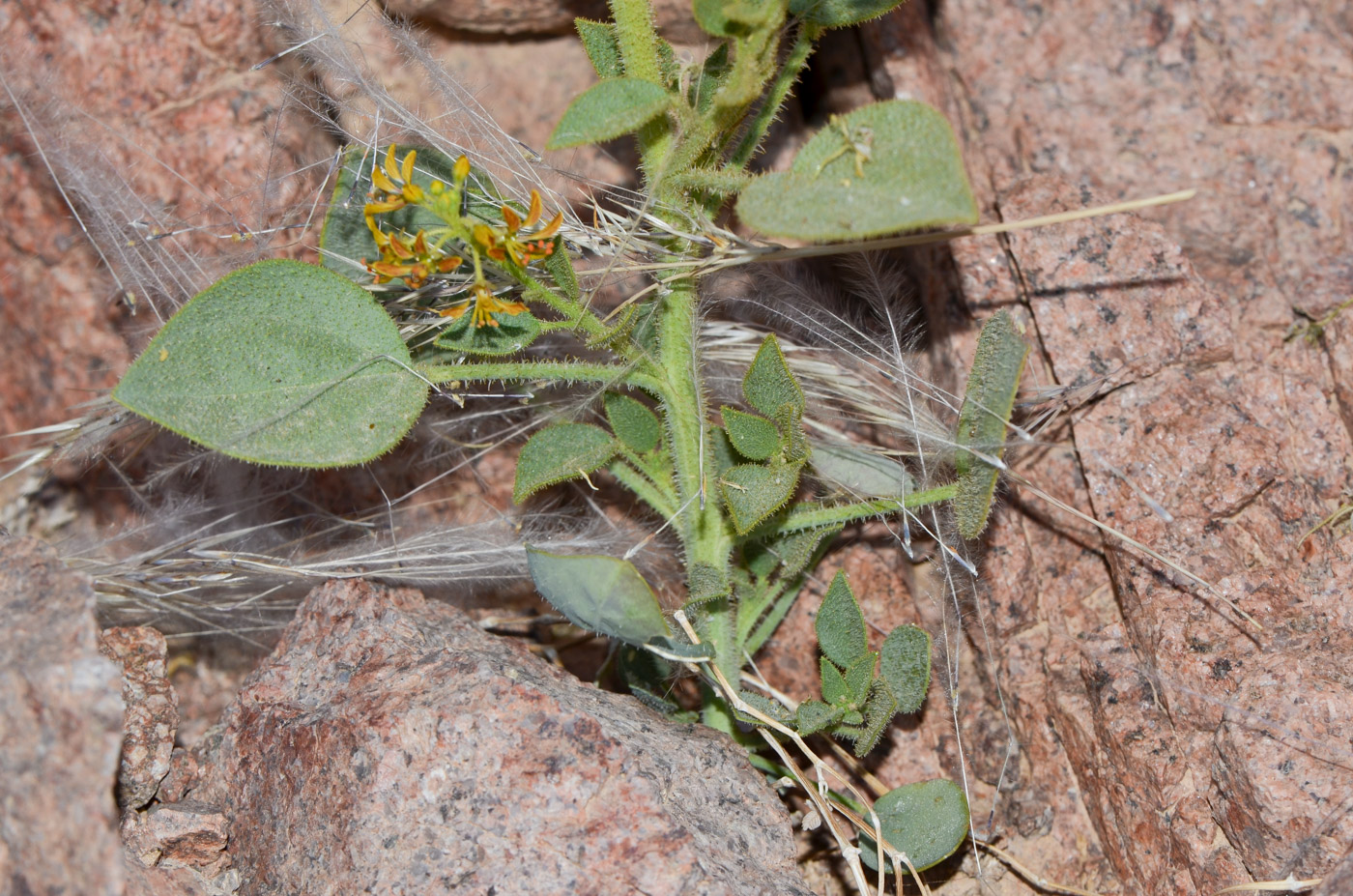 Image of Cleome arabica specimen.