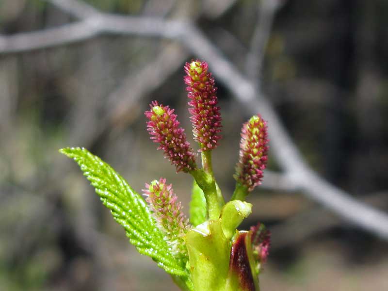 Изображение особи Duschekia fruticosa.