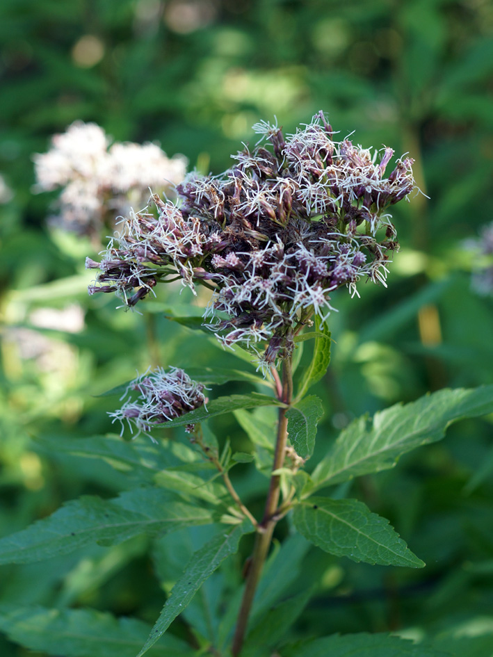 Image of Eupatorium cannabinum specimen.