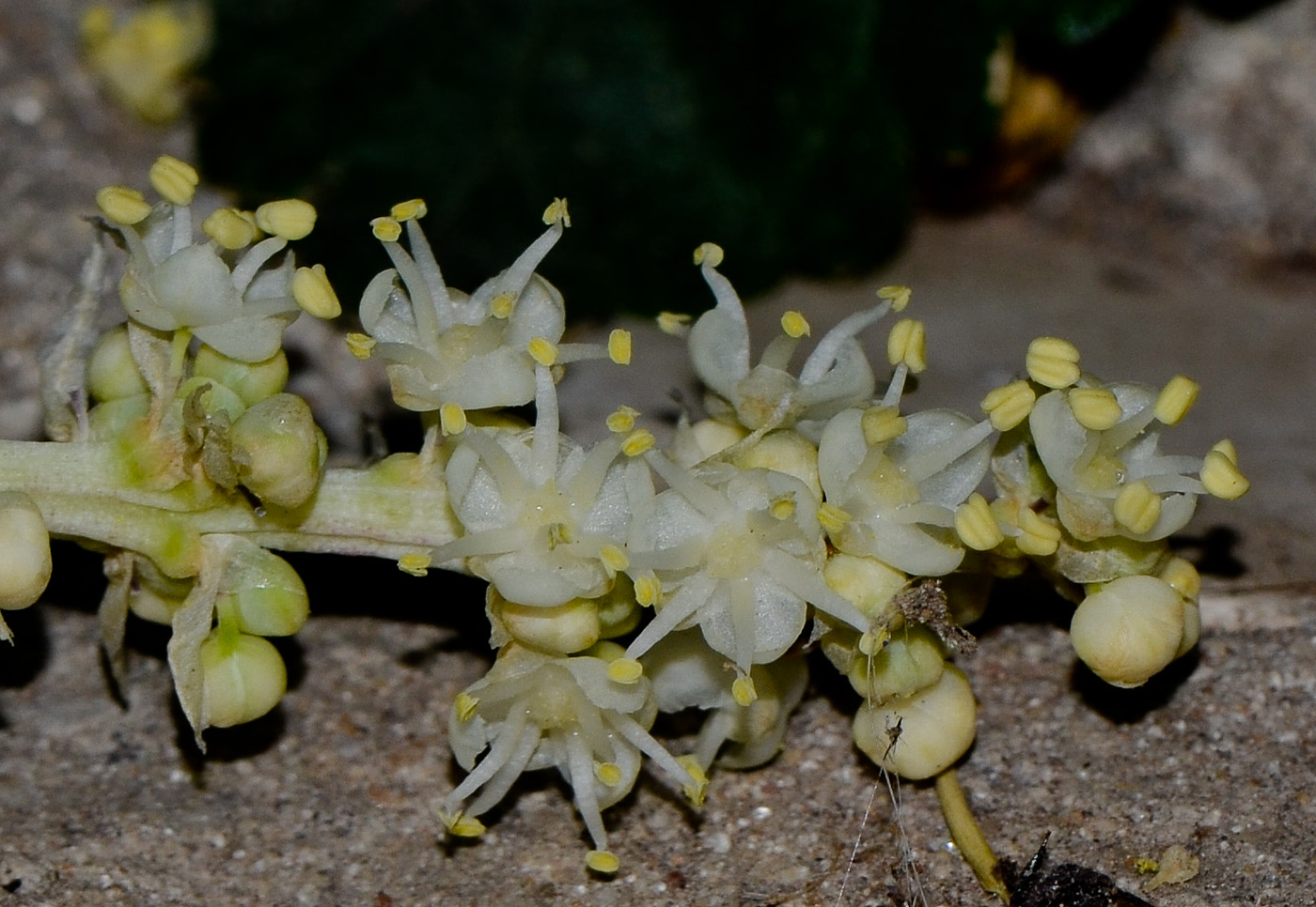 Image of Beaucarnea recurvata specimen.