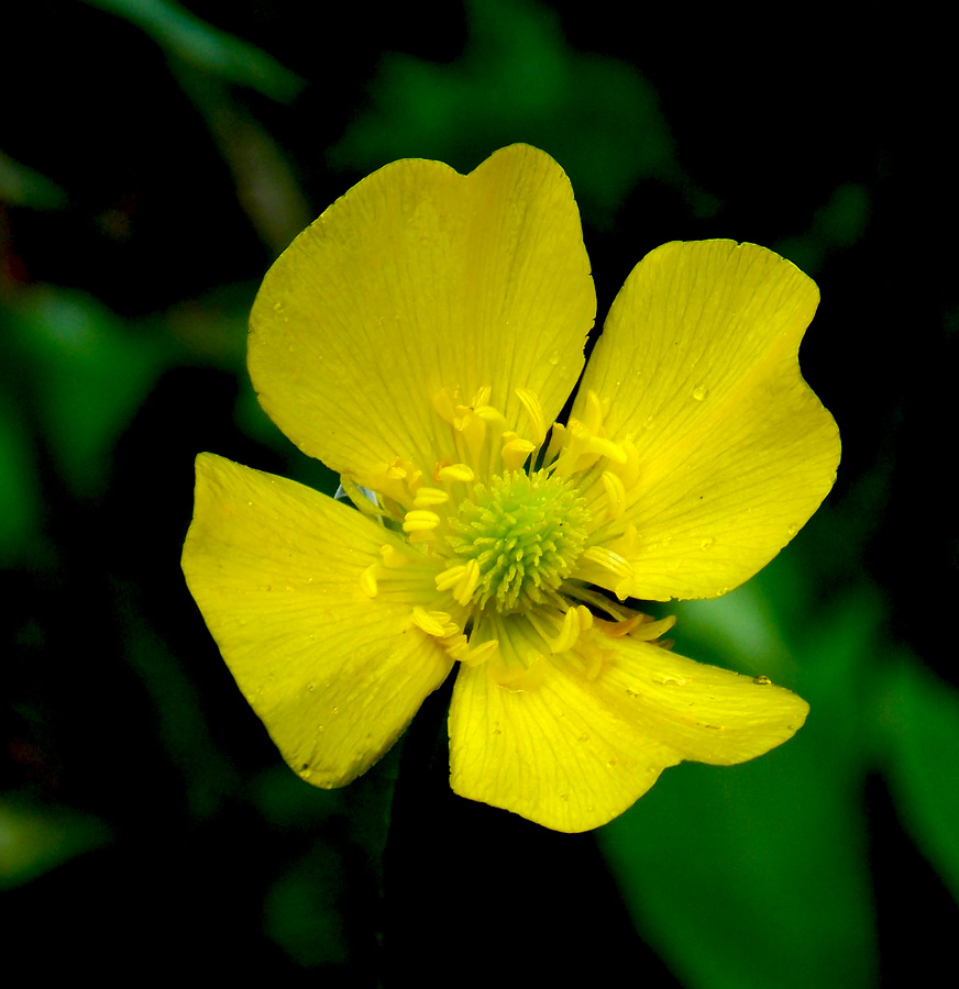 Image of Ranunculus illyricus specimen.