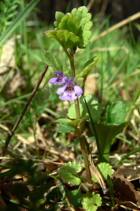 Изображение особи Glechoma hederacea.