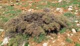 Astragalus gummifer. Вегетирующее растение в долине Гальгаль. Израиль, горный массив Хермон, высота ок. 2050 м н. у. м. 31.05.2012.