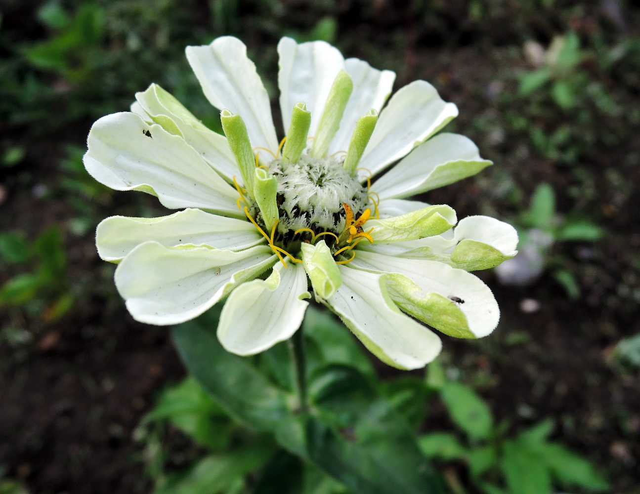 Image of Zinnia elegans specimen.