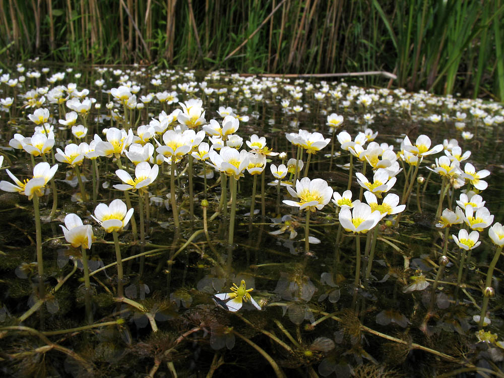 Image of Ranunculus circinatus specimen.