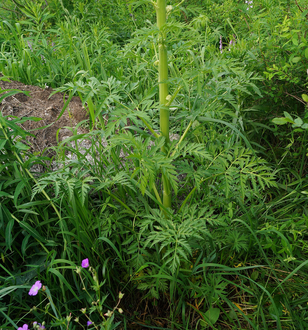 Изображение особи Pleurospermum uralense.