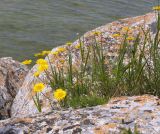 View full-size image Anthemis tinctoria