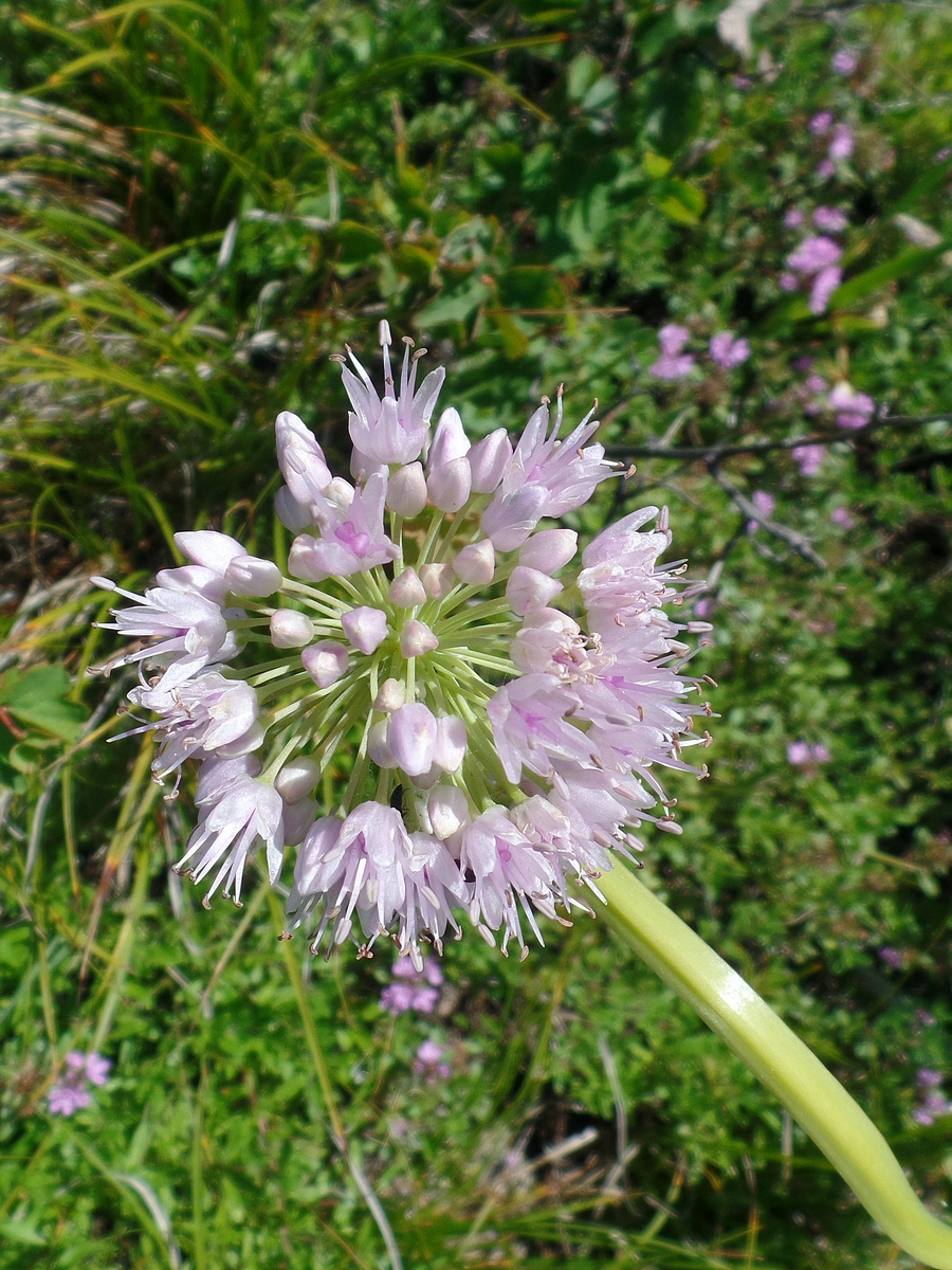 Image of Allium nutans specimen.