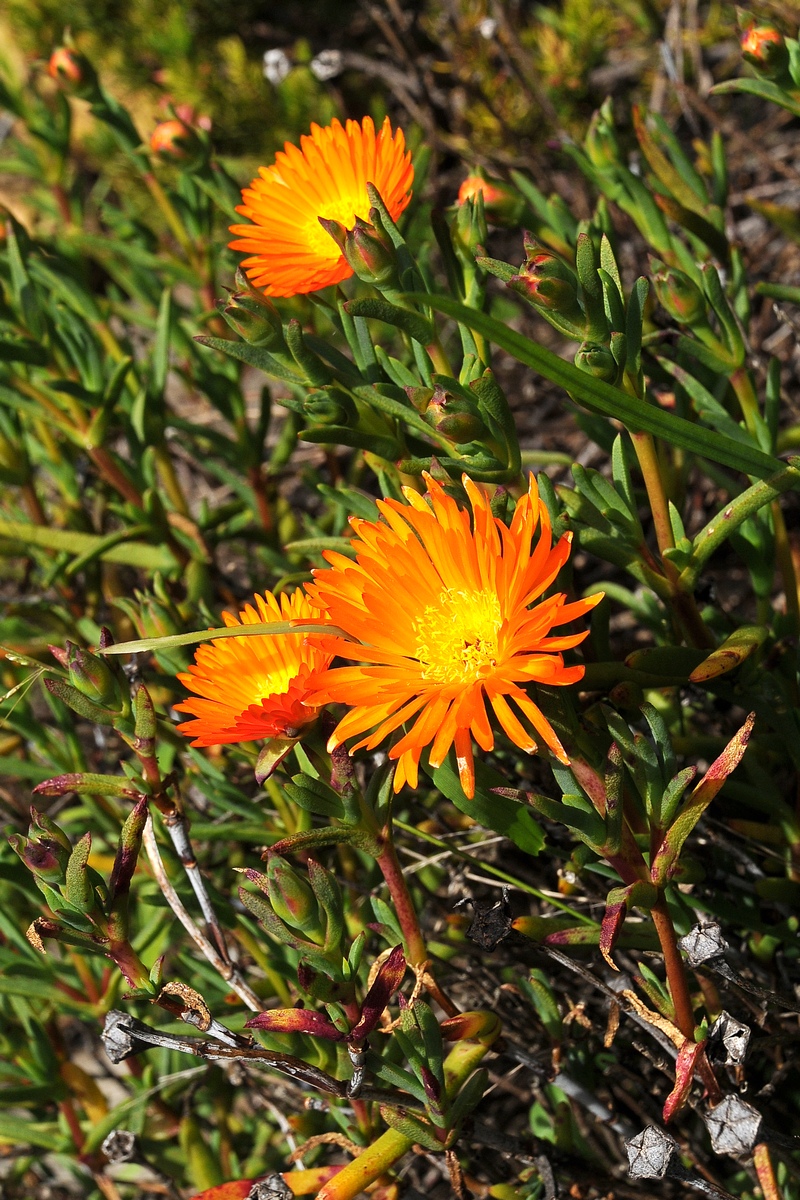 Изображение особи Lampranthus glaucoides.