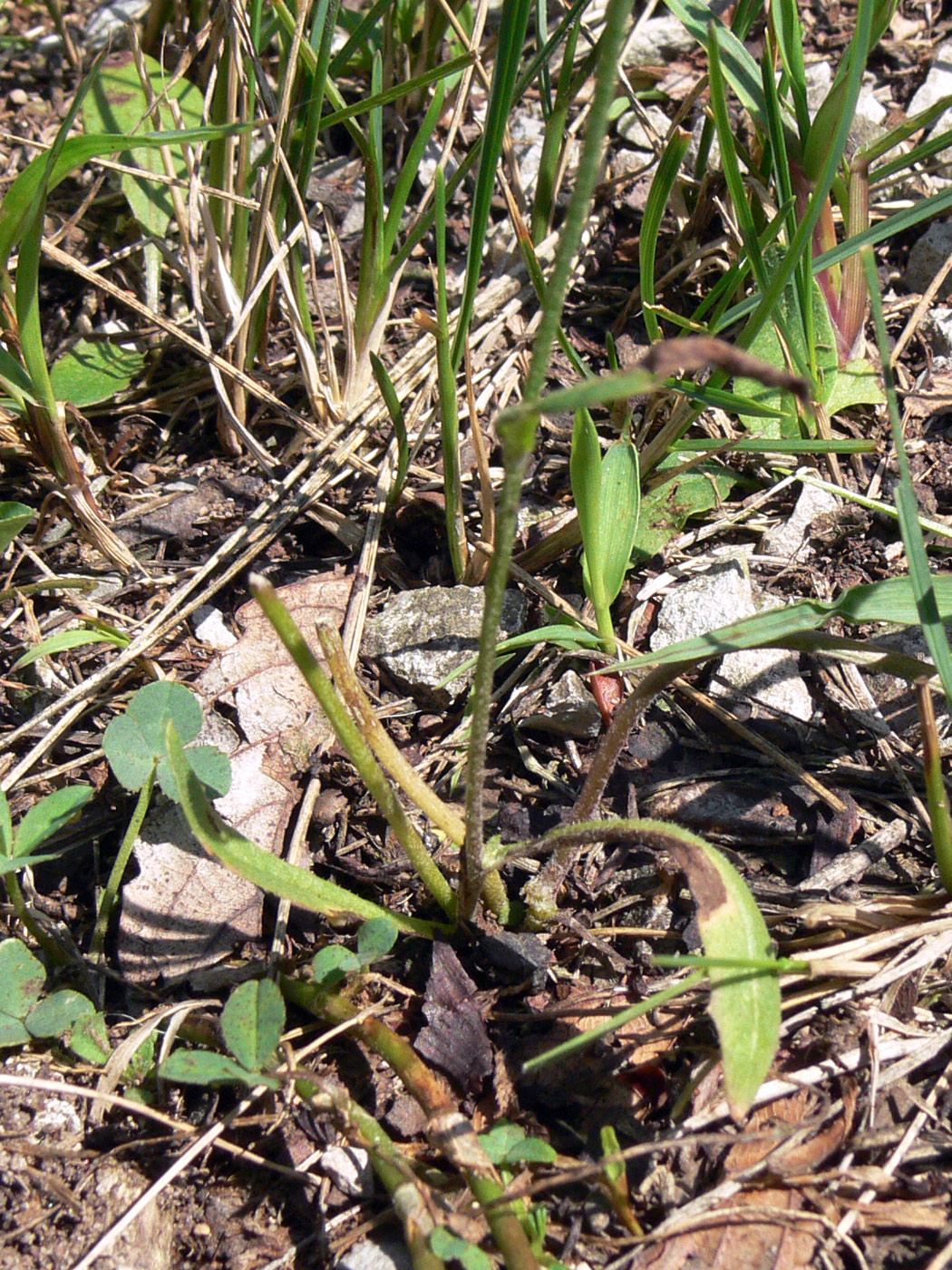 Image of Crepis tectorum specimen.