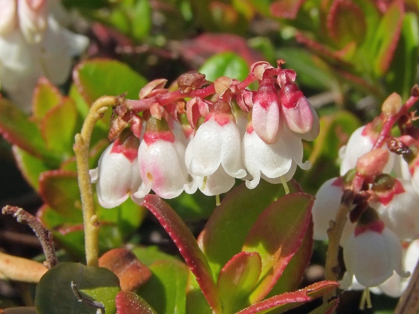 Image of Vaccinium vitis-idaea specimen.