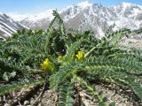 Astragalus lithophilus. Цветущее растение. Казахстан, Сев. Тянь-Шань, Заилийский Алатау в окр. г. Алматы, Большое Алматинское ущ., р-н Космостанции, 3300 м н.у.м., каменистый склон южной экспозиции. 29 мая 2017 г.