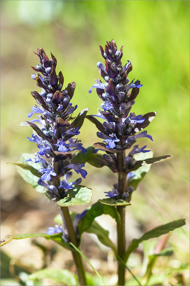 Image of Ajuga reptans specimen.